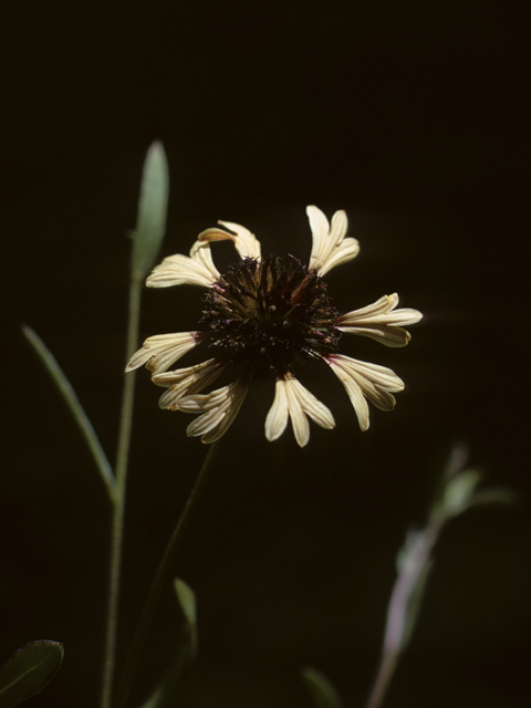 Gaillardia aestivalis var. aestivalis (Lanceleaf blanketflower) #26804