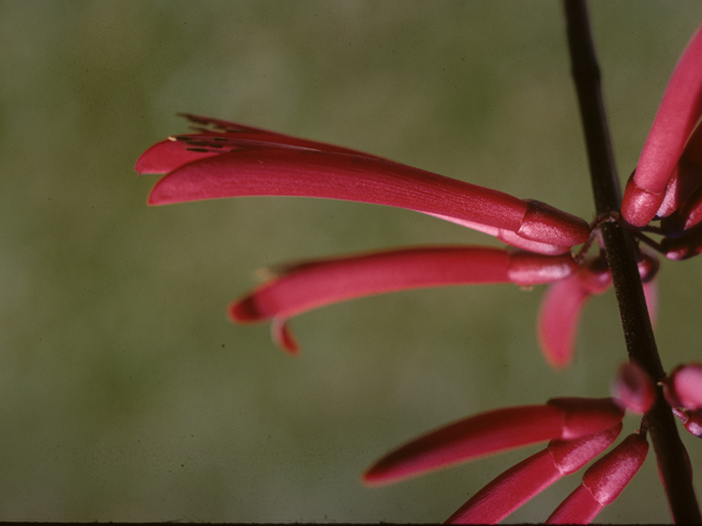 Erythrina herbacea (Coralbean) #26811