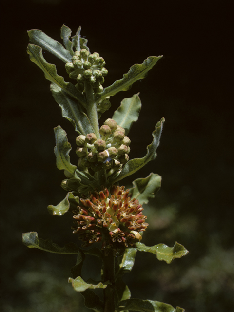 Asclepias obovata (Pineland milkweed) #26816