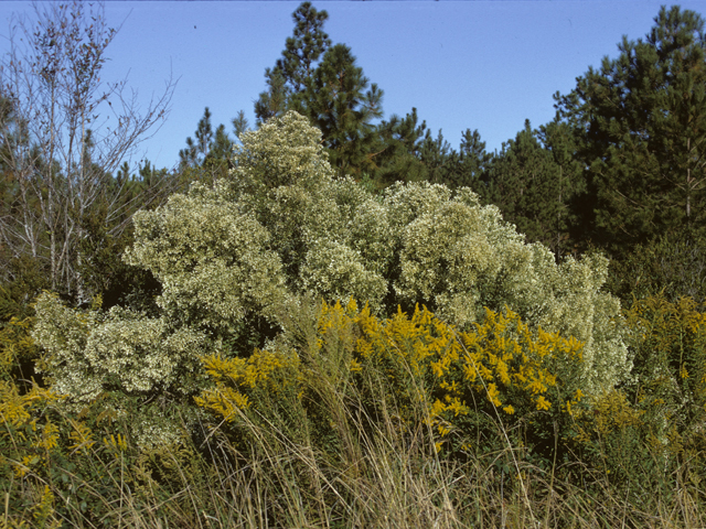 Baccharis halimifolia (Groundseltree) #26817