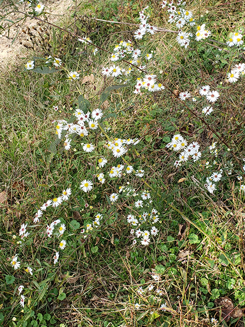 Symphyotrichum lanceolatum ssp. lanceolatum (White panicle aster) #87884