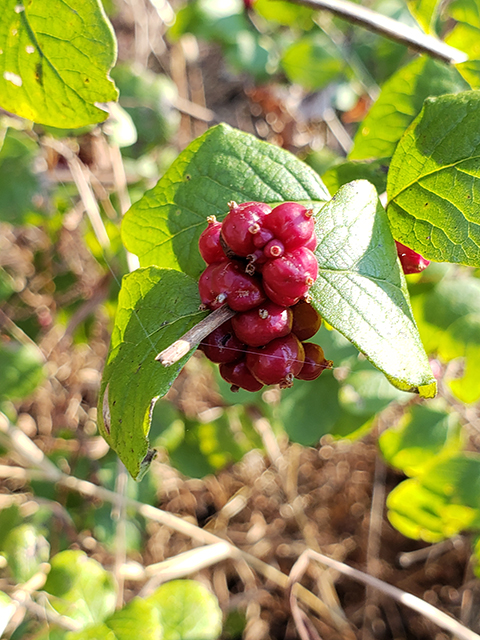 Symphoricarpos orbiculatus (Coralberry) #87886