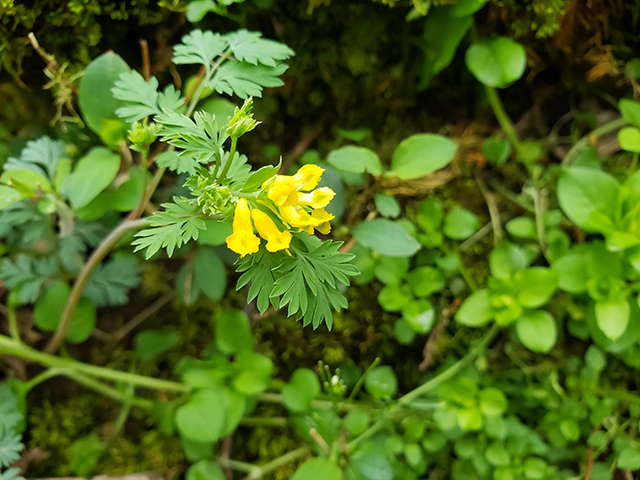 Corydalis flavula (Yellow fumewort) #87893