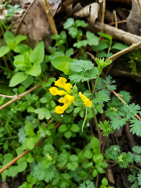 Corydalis flavula (Yellow fumewort) #87894