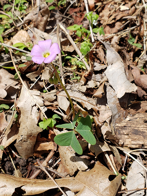 Oxalis violacea (Violet woodsorrel) #87917