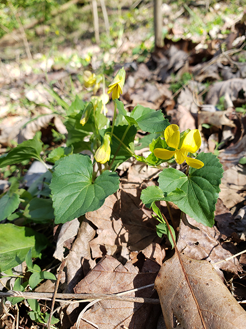 Viola pubescens (Downy yellow violet) #87924