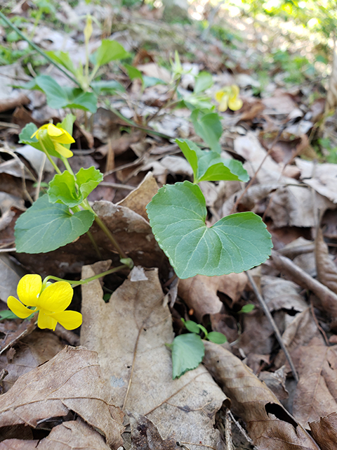 Viola pubescens (Downy yellow violet) #87925