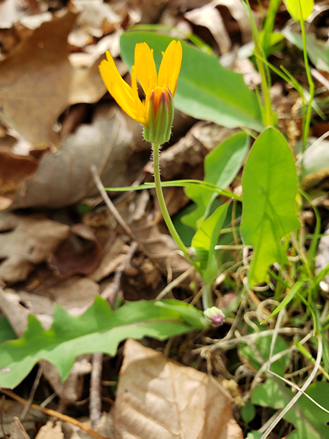 Krigia biflora (Two-flower dwarf dandelion) #87937