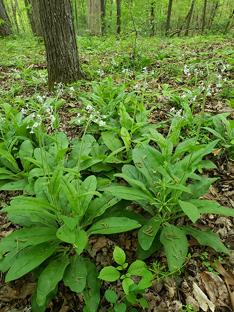 Cynoglossum virginianum (Wild comfrey) #87958