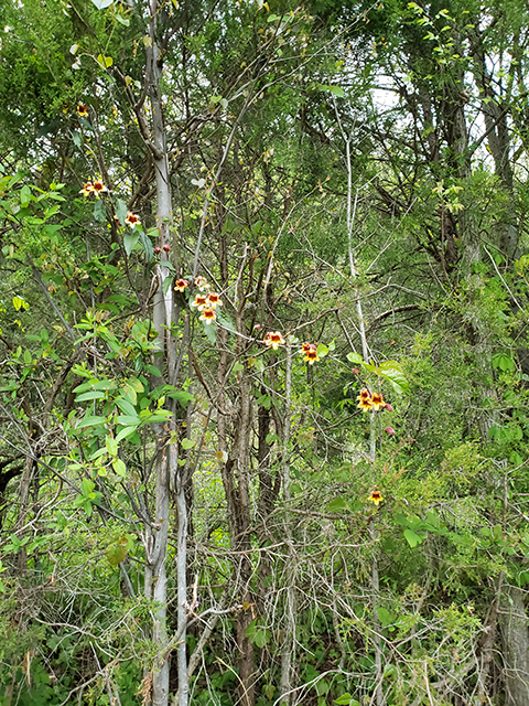 Bignonia capreolata (Crossvine) #87960