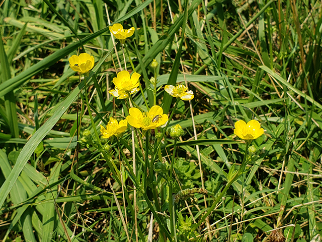 Ranunculus hispidus (Bristly buttercup) #87973