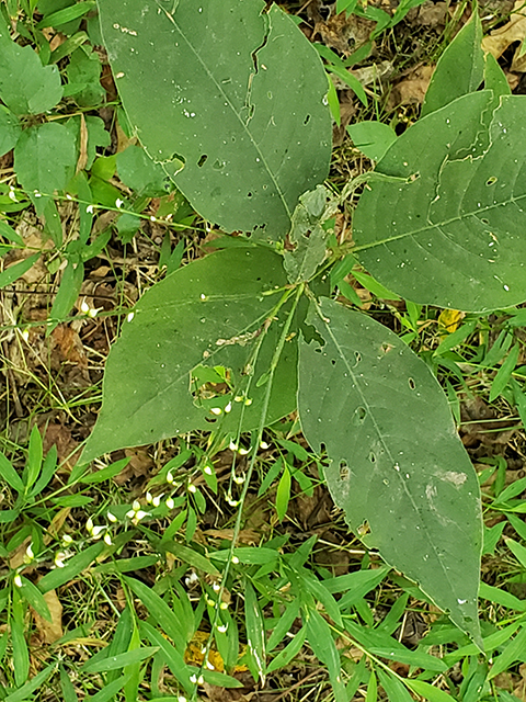 Polygonum virginianum (Jumpseed) #88005