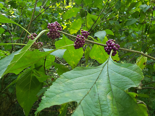 Callicarpa americana (American beautyberry ) #89974