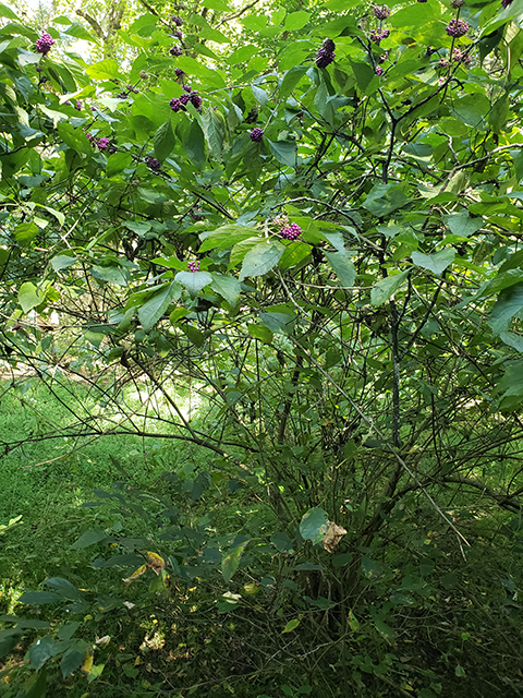 Callicarpa americana (American beautyberry ) #89977