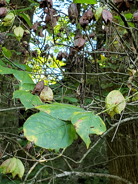 Staphylea trifolia (American bladdernut) #89981