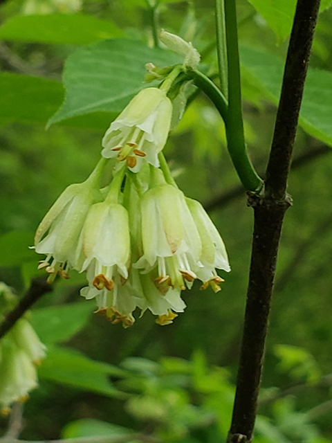 Staphylea trifolia (American bladdernut) #89997