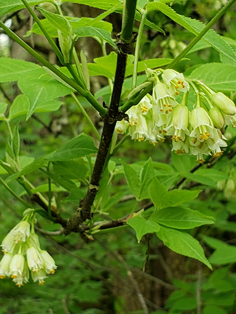 Staphylea trifolia (American bladdernut) #89998