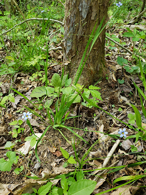 Sisyrinchium angustifolium (Narrowleaf blue-eyed grass) #90003