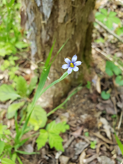 Sisyrinchium angustifolium (Narrowleaf blue-eyed grass) #90004