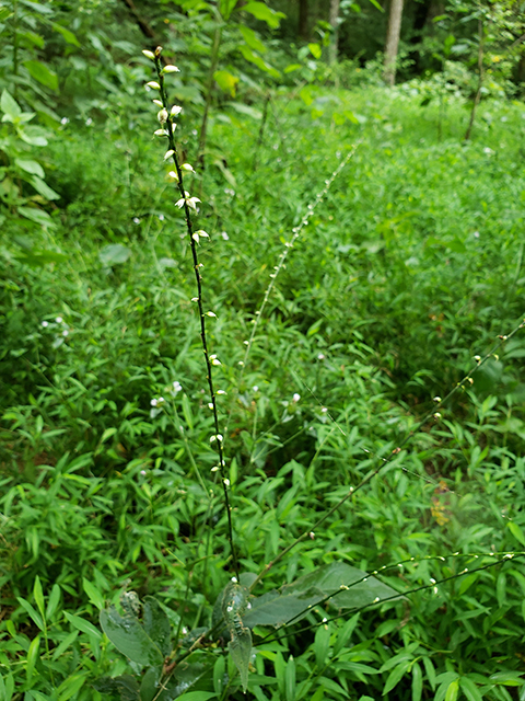 Polygonum virginianum (Jumpseed) #90028