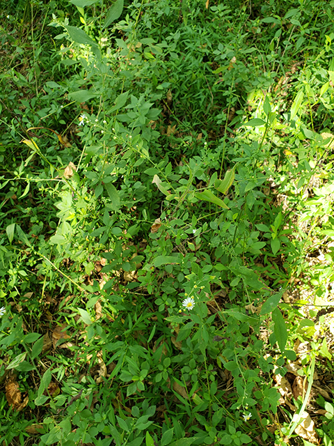 Symphyotrichum lanceolatum ssp. lanceolatum (White panicle aster) #90048