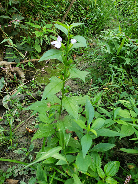 Mimulus alatus (Sharpwing monkeyflower) #90050