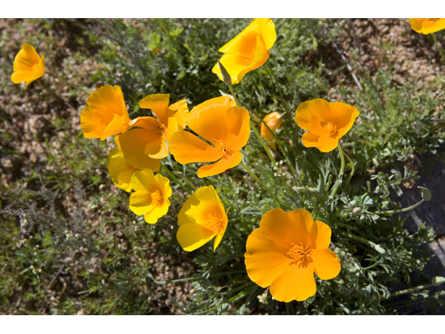 Eschscholzia californica (California poppy) #47922