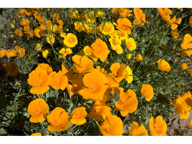Eschscholzia californica (California poppy) #47923