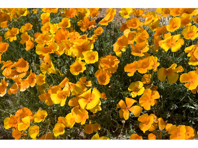 Eschscholzia californica (California poppy) #47924