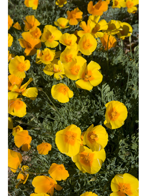 Eschscholzia californica (California poppy) #47925
