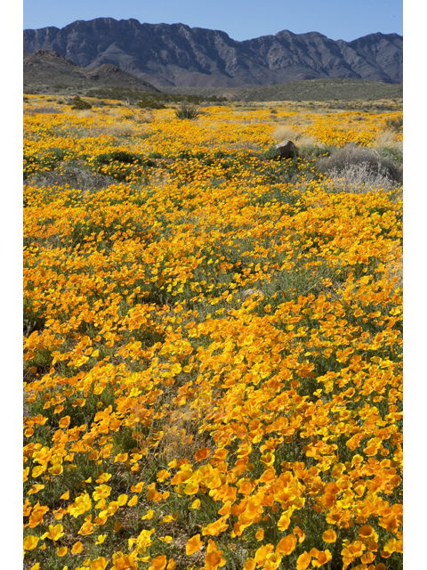Eschscholzia californica (California poppy) #47928