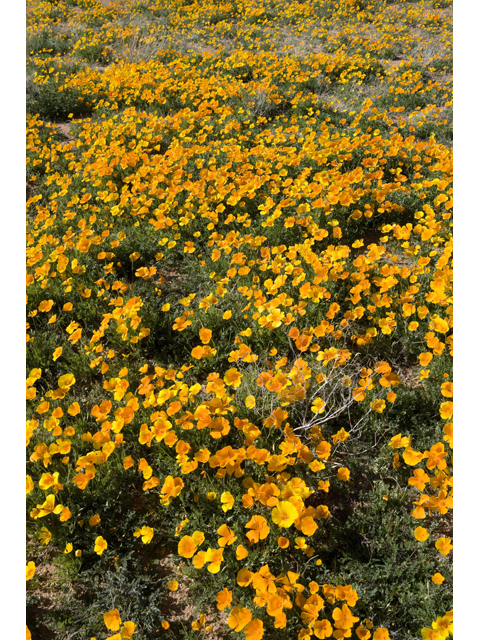 Eschscholzia californica (California poppy) #47929