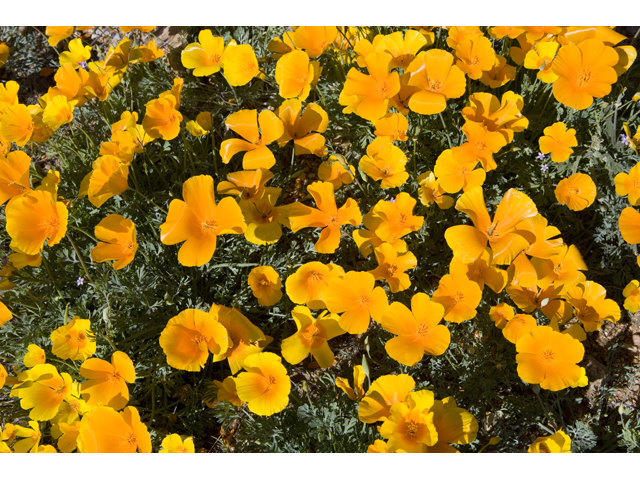 Eschscholzia californica (California poppy) #47931