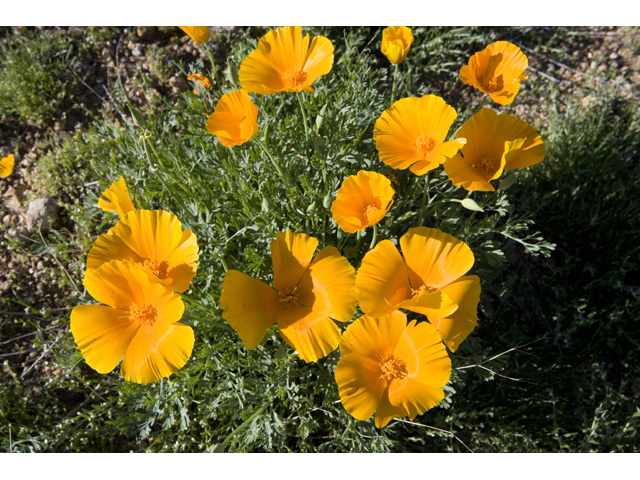 Eschscholzia californica (California poppy) #47933