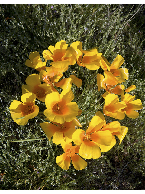 Eschscholzia californica (California poppy) #47935