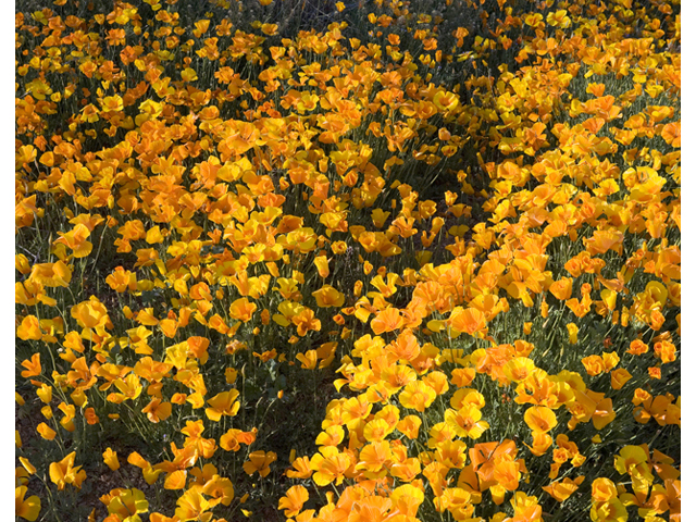Eschscholzia californica (California poppy) #47936
