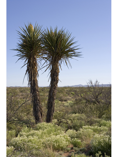 Yucca torreyi (Torrey yucca) #47949