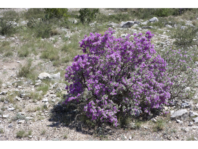 Leucophyllum frutescens (Cenizo) #47957