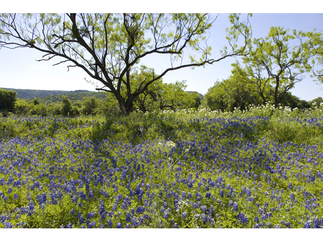 Lupinus texensis (Texas bluebonnet) #47970