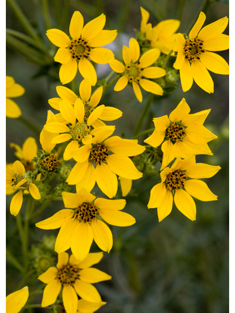 Engelmannia peristenia (Engelmann's daisy) #47974