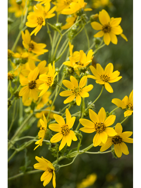 Engelmannia peristenia (Engelmann's daisy) #47975