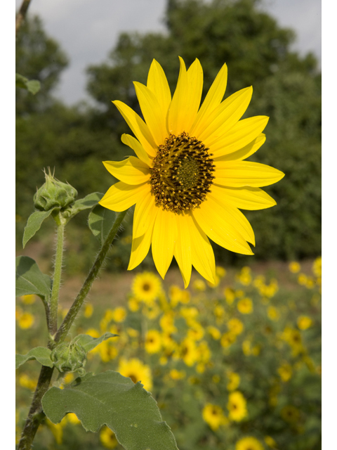 Helianthus annuus (Common sunflower) #47991