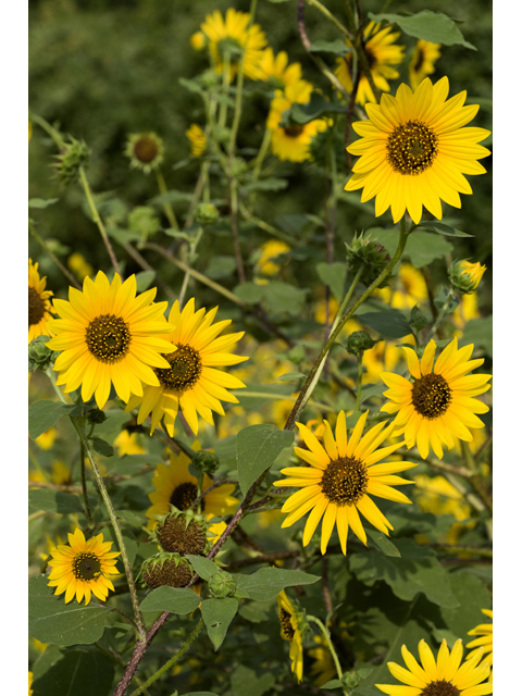 Helianthus annuus (Common sunflower) #47993