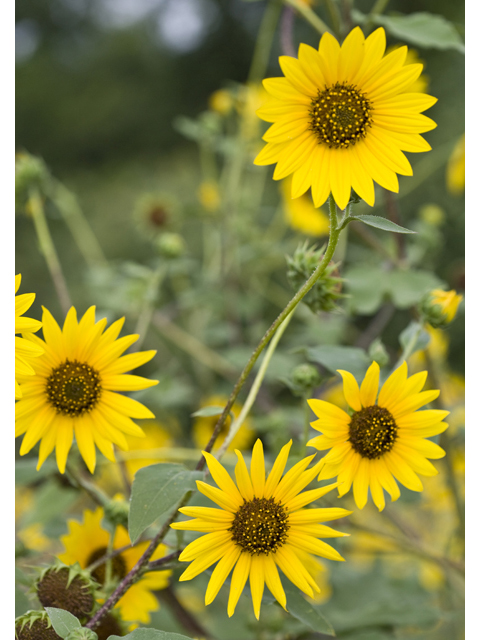 Helianthus annuus (Common sunflower) #47994