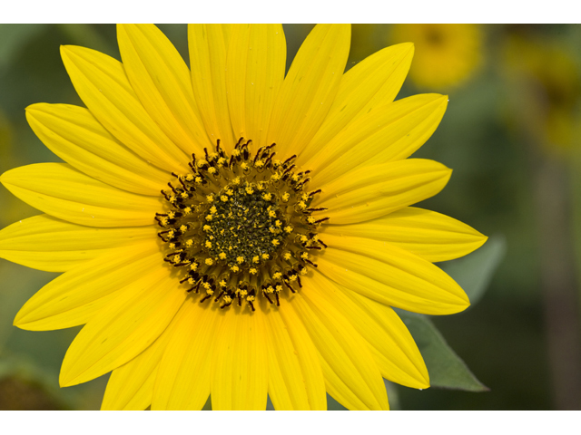 Helianthus annuus (Common sunflower) #47995