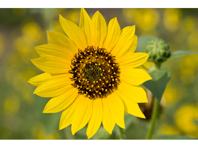 Helianthus annuus (Common sunflower) #47996