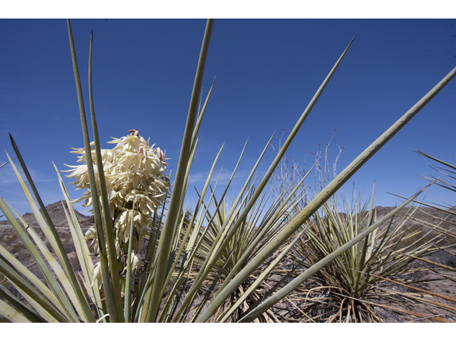 Yucca torreyi (Torrey yucca) #48004