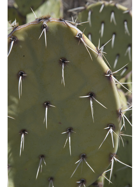 Opuntia engelmannii (Cactus apple) #48005