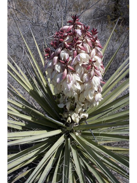 Yucca torreyi (Torrey yucca) #48007