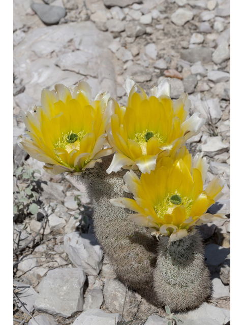 Echinocereus dasyacanthus (Texas rainbow cactus) #48015